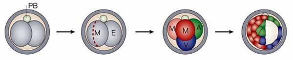 embryos